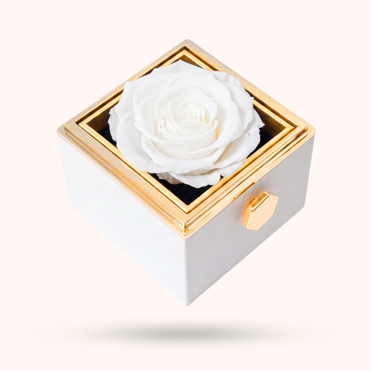 Box Rosa Eterna