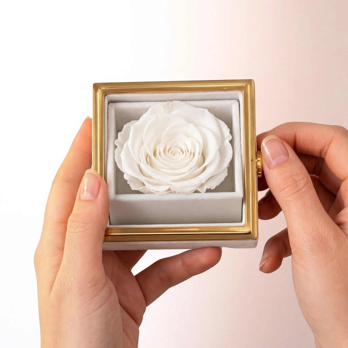 Box Rosa Eterna